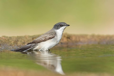 Lesser Whitethroat (Sylvia curruca) bathing, Eilat, Israel
