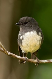 New Zealand Robin (Petroica australis rakiura) male, South Island, New Zealand