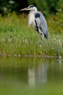 Grey heron (Ardea cinerea), on marsh shore, Scotland, UK