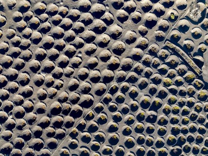 View from above of vines, typical drywall viticulture in volcanic landscape, volcanic ash, lapilli,