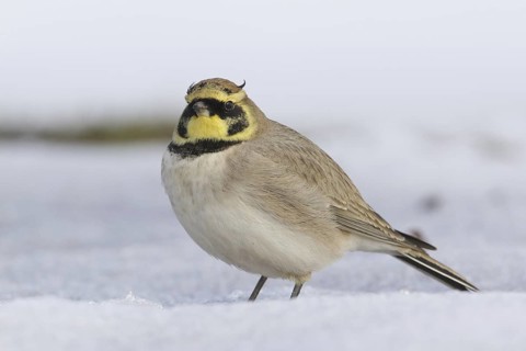 Horned Lark (Eremophila alpestris), Morocco