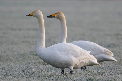 Whooper Swan (Cygnus cygnus), North Rhine-Westphalia, Germany
