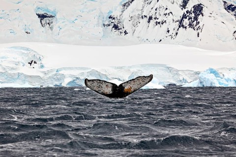 A whale fin protrudes from the water amidst a frosty Antarctic backdrop, The fluke of a diving
