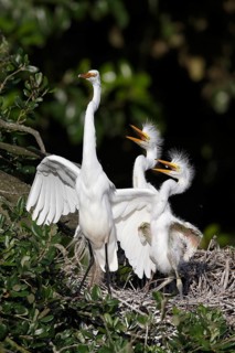 Great Egret (Ardea alba) with calling juveniles in nest, Florida, USA