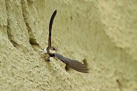 Sand martin (Riparia riparia), taking off from its breeding tube, Reussegg nature reserve, Canton