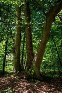 Sunlight falls through the dense canopy in the Darßwald forest near Prerow, Mecklenburg-Western