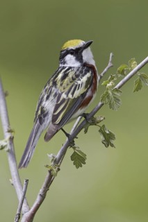 Chestnut-sided Warbler (Setophaga pensylvanica), Ontario, Canada