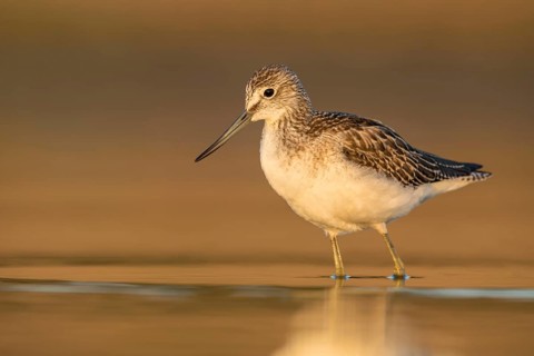 Common Greenshank (Tringa nebularia) foraging, Poland