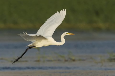 Great Egret (Ardea alba), Eilat, Israel
