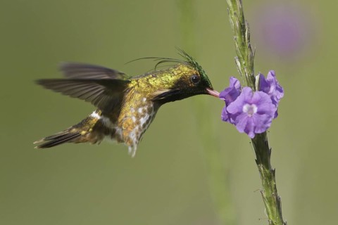 Black-crested Coquette (Lophornis helenae) male, Costa Rica