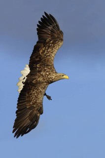 White-tailed Eagle (Haliaeetus albicilla) flying, Mecklenburg-Western Pomerania, Germany