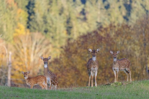 An Axis deer stag ( Axis axis) and a young hind stand in a green meadow. A forest in autumn colours