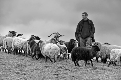 Young farmer checks his sheep (Ovis), in the centre a billy goat (Capra aegagrus hircus), black and