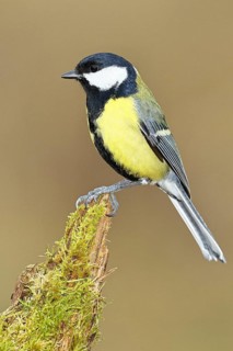 Great tit (Parus major) sitting on moss-covered dead wood, side view, Wilnsdorf, North