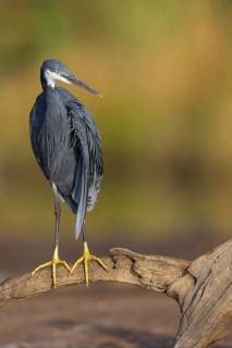 Great Egret, (Egretta gularis), foraging, Raysut, Salalah, Dhofar, Oman