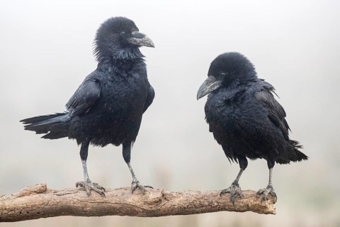 Northern Raven (Corvus corax) perched on a branch, Castile-La Mancha, Spain