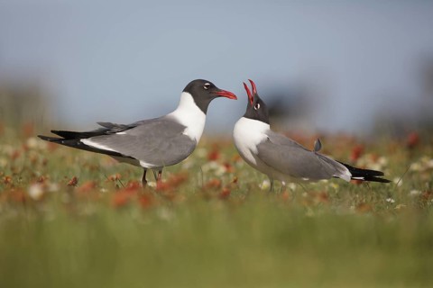 Laughing Gull (Leucophaeus atricilla) pair displaying, Texas, USA