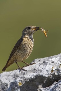 Common Rock Thrush (Monticola saxatilis) female carrying insects to feed young, Primorje, Croatia
