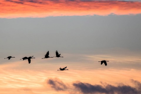 Common Crane (Grus grus) group flying, Castile-La Mancha, Spain