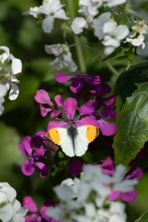 Orange tip butterfly (Anthocharis cardamines) adult insect feeding on garden Honesty flowers in