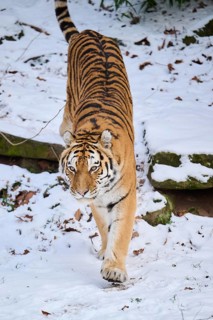Siberian tiger (Panthera tigris altaica) walking in the snow in winter, captive, Germany