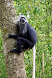 White-bearded snub-nosed monkey (Colobus polykomos), adult, climbing, tree trunk, vigilant
