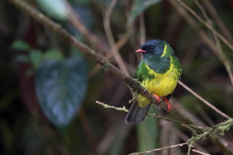 Green-and-black Fruiteater (Pipreola riefferii occidentalis) male perched on a branch, Antioquia,