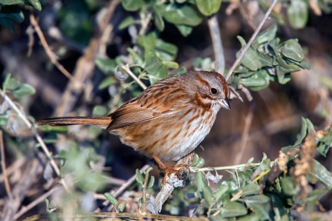 Song Sparrow Melospiza melodia fallax Tucson, Pima County, Arizona, United States 3 January Adult