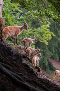 A female Himalayan tahr (Hemitragus jemlahicus) stands on a rock with a group of young. In the