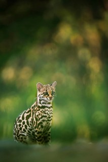 Margay, a largely nocturnal cat rarely seen during the day