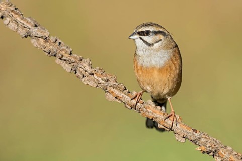 Rock Bunting (Emberiza cia) perched on a branch, Aosta Valley, Italy