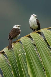 White-headed Wren (Campylorhynchus albobrunneus) perched on a branch in the Andes Mountains of
