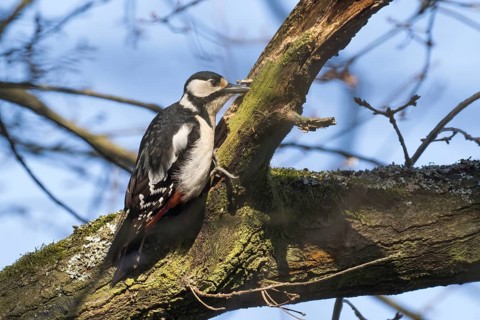 A great spotted woodpecker (Dendrocopos major) clings to a mossy branch under a blue sky, Hesse,