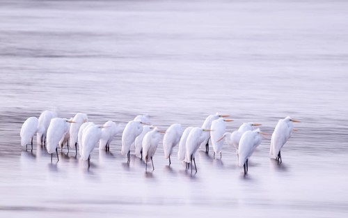 Great White Egret (Ardea alba) many birds are standing in the shallow water zone of a lake in front