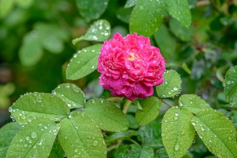 Portland rose (Rosa 'Rose de Rescht'), Höhere Bundeslehr- und Forschun, Austria