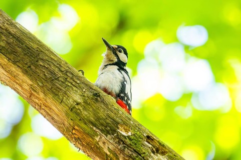Great spotted woodpecker (Dendrocopos major) sitting on a branch, Bavaria, Germany, Europ