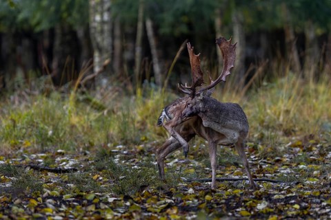 If there are no fallow deer or rivals in the vicinity of the rutting area, the fallow deer (Dama
