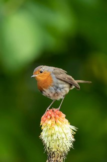 European robin (Erithacus rubecula) adult garden bird perched on a Red hot poker flower in summer,