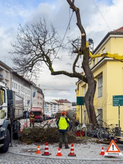 Tree work, Königinstrasse, Munich, Bavaria, Germany