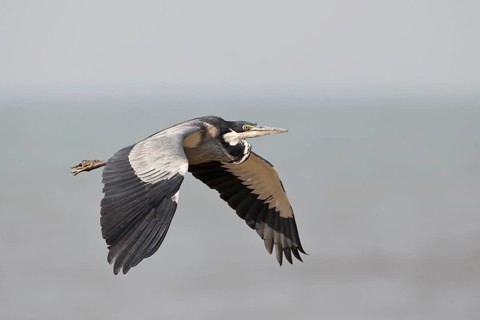 Black-headed Heron (Ardea melanocephala) flying, Semuliki, National Park, Uganda