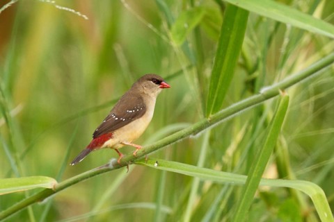 Red Avadavat, Amandava amandava, USA, Hawaii, Hawaii Island