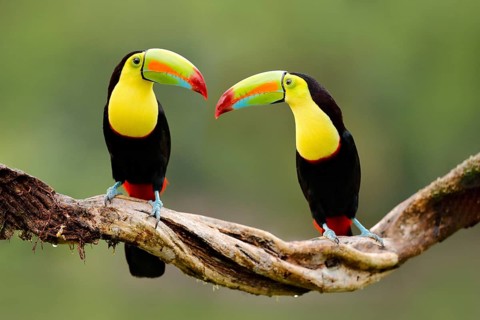 Keel-billed Toucan, Ramphastos sulfuratus, bird with big bill sitting on branch in the forest,