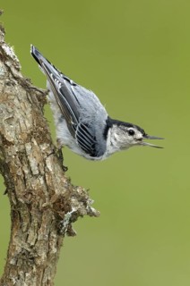 White-breasted Nuthatch (Sitta carolinensis), Maine, USA