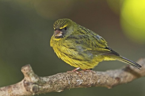 Forest Canary, Crithagra scotops, South Africa, Cape Town