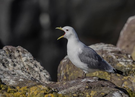 Black-legged Kittiwake (Rissa tridactyla) calling on a cliff, Scotland, United Kingdom