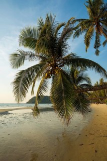 Sandy beach beach with coconut palms, Khlong Chao Beach, sunset, Koh Kood, Koh Kut, Gulf of