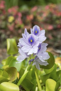 Thick-stemmed water hyacinth (Pontederia crassipes), Stork Botanical Garden for the Blind, Germany