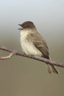 Eastern Phoebe (Sayornis phoebe) singing, Ohio, USA