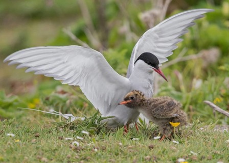 Arctic Tern (Sterna paradisaea) with chick, Scotland, United Kingdom