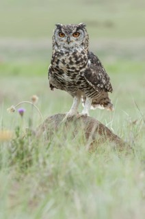 Cape Eagle-Owl (Bubo capensis) captive, Mpumalanga, South Africa